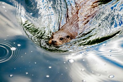 Beaver on a body of water