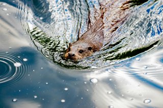 Beaver on a body of water