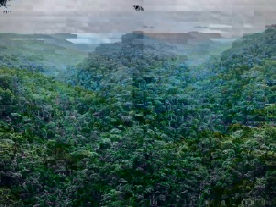 Green trees on a mountain side