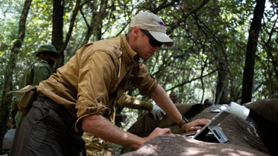 Jake Wall collaring an elephant.