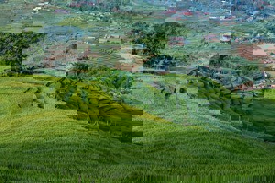 Rice field in Sapa, Vietnam