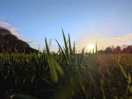 Field And Grass With Low Sun