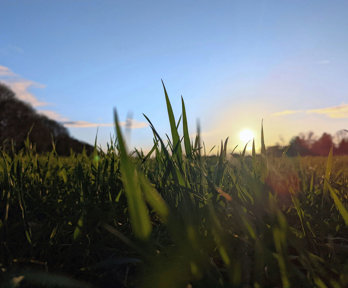 Field And Grass With Low Sun