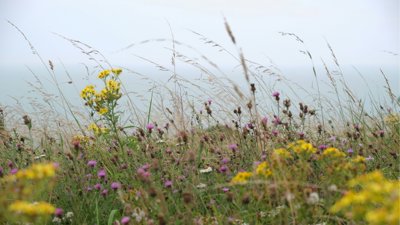 Coastal wildflowers with yellow and pink flowers.