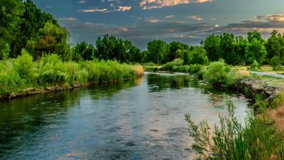 A small river surrounded by green plants and trees.