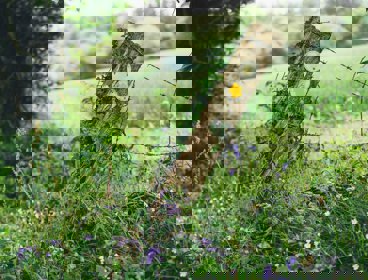 Leaning signpost in a grassy area