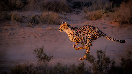 Cheetah running down an unpaved road at dusk.