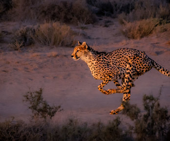Cheetah running down an unpaved road at dusk.