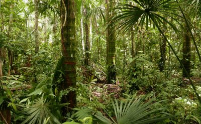 A jungle scene