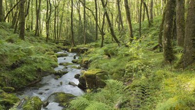 A stream with greenery on either side with treees at the far back.