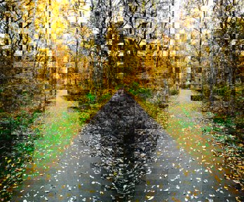 Pathway through an avenue of deciduous trees.
