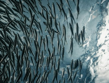 School of grey fish in the sea seen from below.