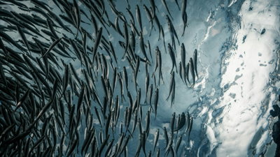 School of grey fish in the sea seen from below.