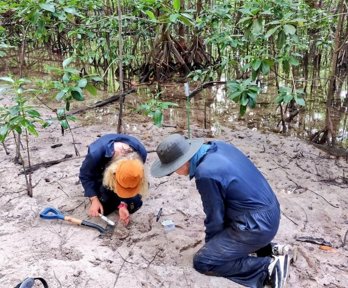 Two people crouching on sand on the bank of a mangrove swamp. They are using a spade to dig a small hole in the sand and looking inside it.