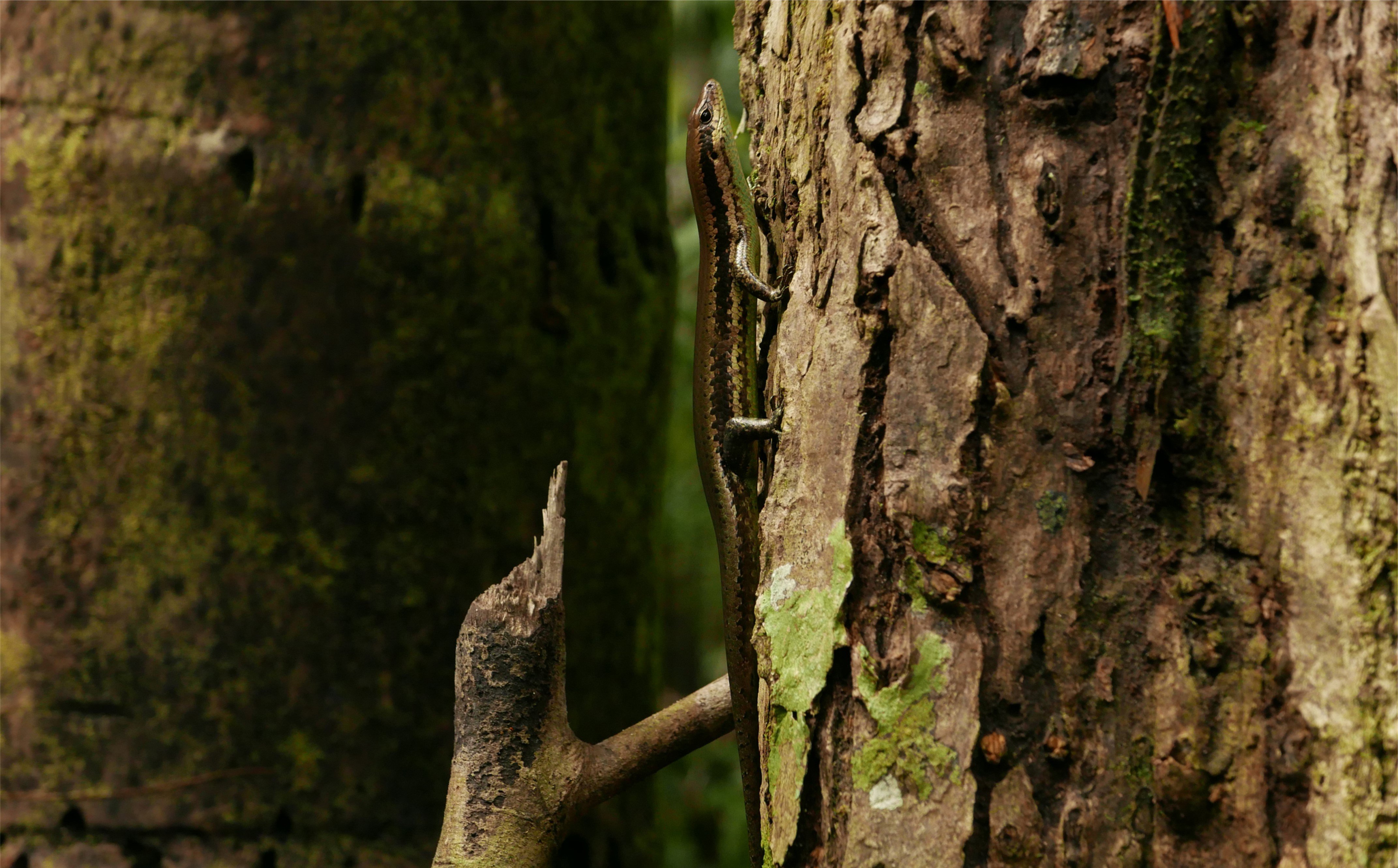 A lizard on the side of a tree
