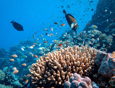 Colourful coral and fish in the ocean.