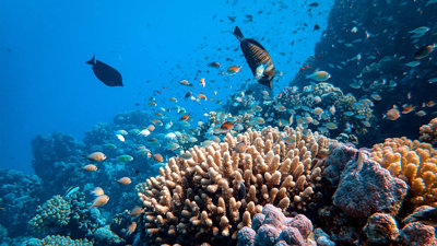 Colourful coral and fish in the ocean.