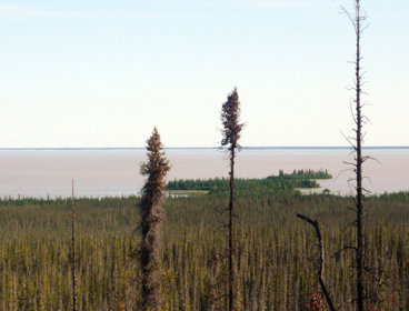 Dense boreal forest with tall sparse trees in foreground, overlooking a large calm lake under a clear sky.