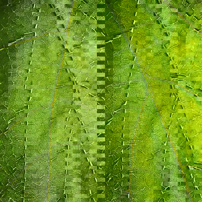 A leaf close up