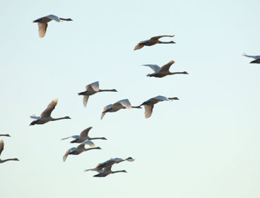 A flock of swans flying in formation against a pale blue sky.