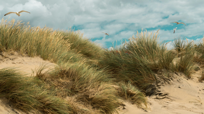 Seagulls fly above grassy sand dunes on a somewhat cloudy day.