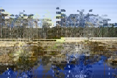 The Mosterdveen is a small 'veengebied'/peat bog on the Veluwe in The Netherlands. It is an area with a lot of special plants