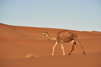 A camel in the desert