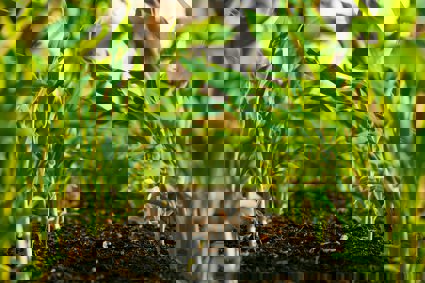 Plants in soil