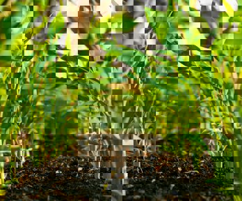 Plants in soil