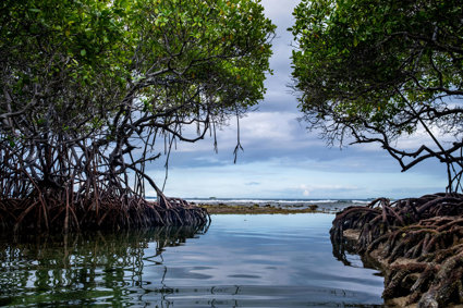 Mangrove forest with glassy water in the foreground and blue sky in the background
