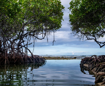 Mangrove forest with glassy water in the foreground and blue sky in the  background