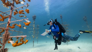 A diver examining elkhorn coral in an underwater coral nursery.