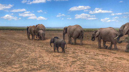 A herd of elephants walking in line over a dry, slightly overgrown plain.