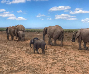 A herd of elephants walking in line over a dry, slightly overgrown plain.