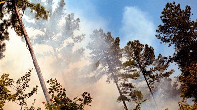 Smoke Rising Through Pine Trees Under A Blue Sky (1)