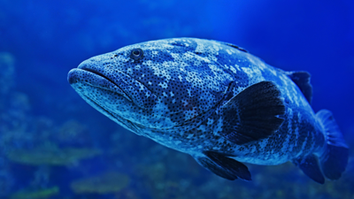 Large fish underwater 