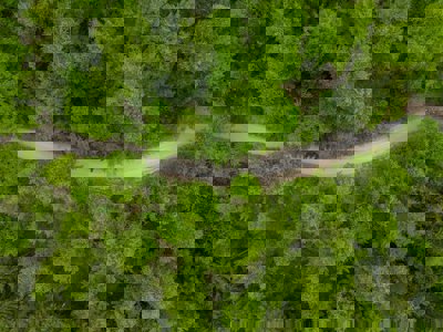 An aerial view of lush woodland with a grey road travelling through it