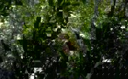 A tree in a tropical area seen from below.