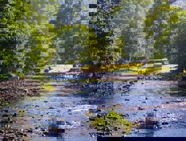 A shallow stream in a wooded area