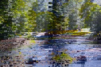 A shallow stream in a wooded area