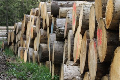 A pile of logged wood