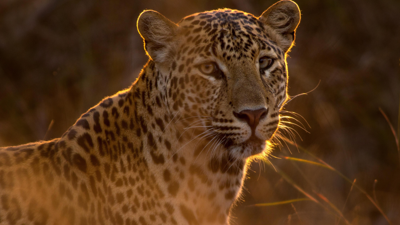 Leopard