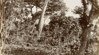 Photograph showing a forest and a Mpundu tree from which a part of the tree's bark has been taken out.
