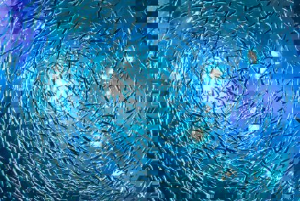 A shoal of fish viewed from below