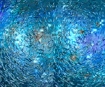 A shoal of fish viewed from below