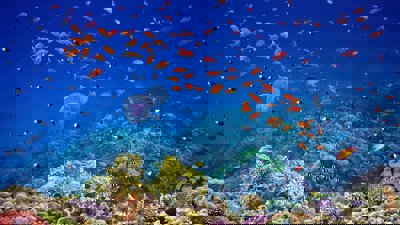 Coral reef underwater panorama with school of colorful tropical fish.