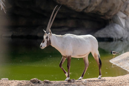 Oryx next to green pool
