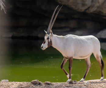 Oryx next to green pool