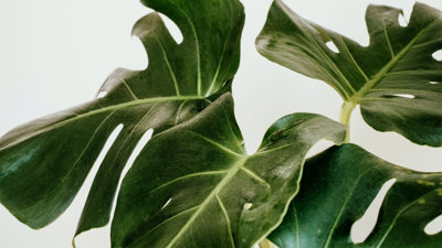 A Swiss cheese plant.