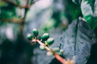 Arabica coffee plants in the perfect growing conditions of the Blue Mountains